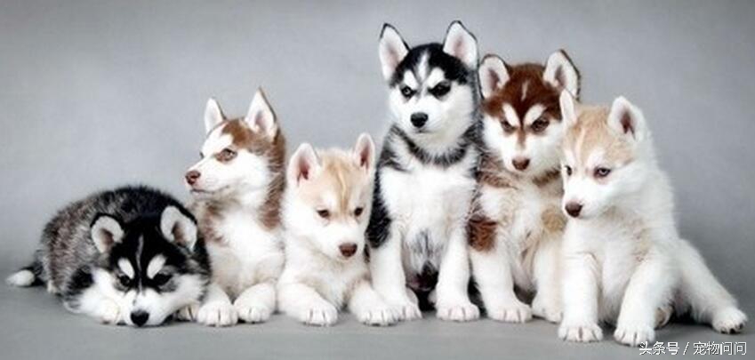 宠物问问，怎样彻底杀灭狗身上的跳蚤？