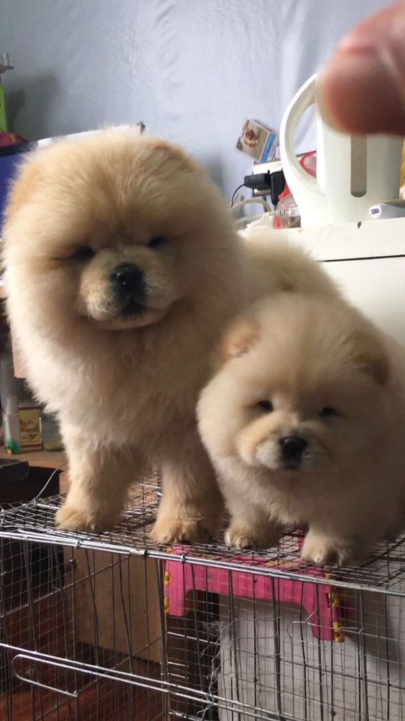 冬瓜南瓜！我家有一对松狮小活宝~