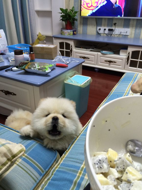 冬瓜南瓜！我家有一对松狮小活宝~