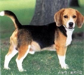 宠物犬值得购买的有哪些,宠物犬价值分析