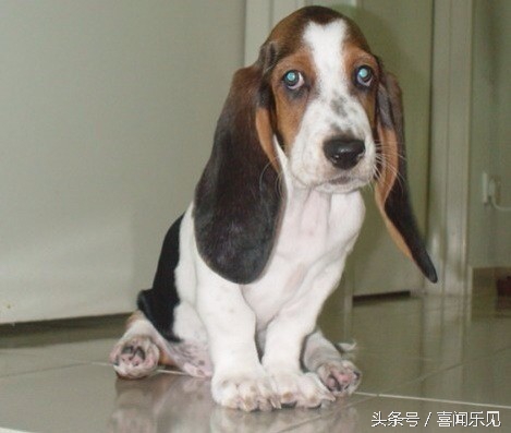 宠物犬值得购买的有哪些,宠物犬价值分析