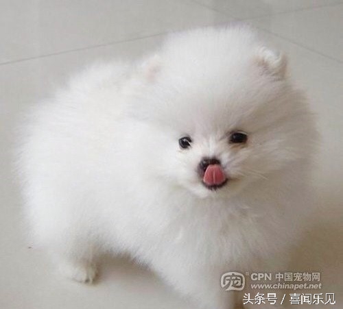 宠物犬值得购买的有哪些,宠物犬价值分析