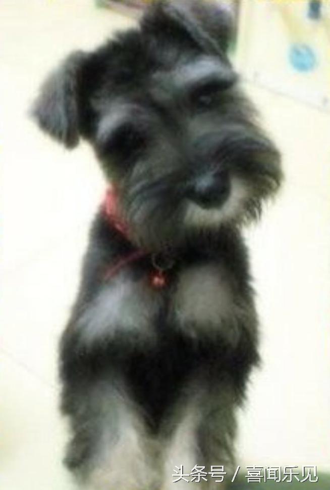 宠物犬值得购买的有哪些,宠物犬价值分析