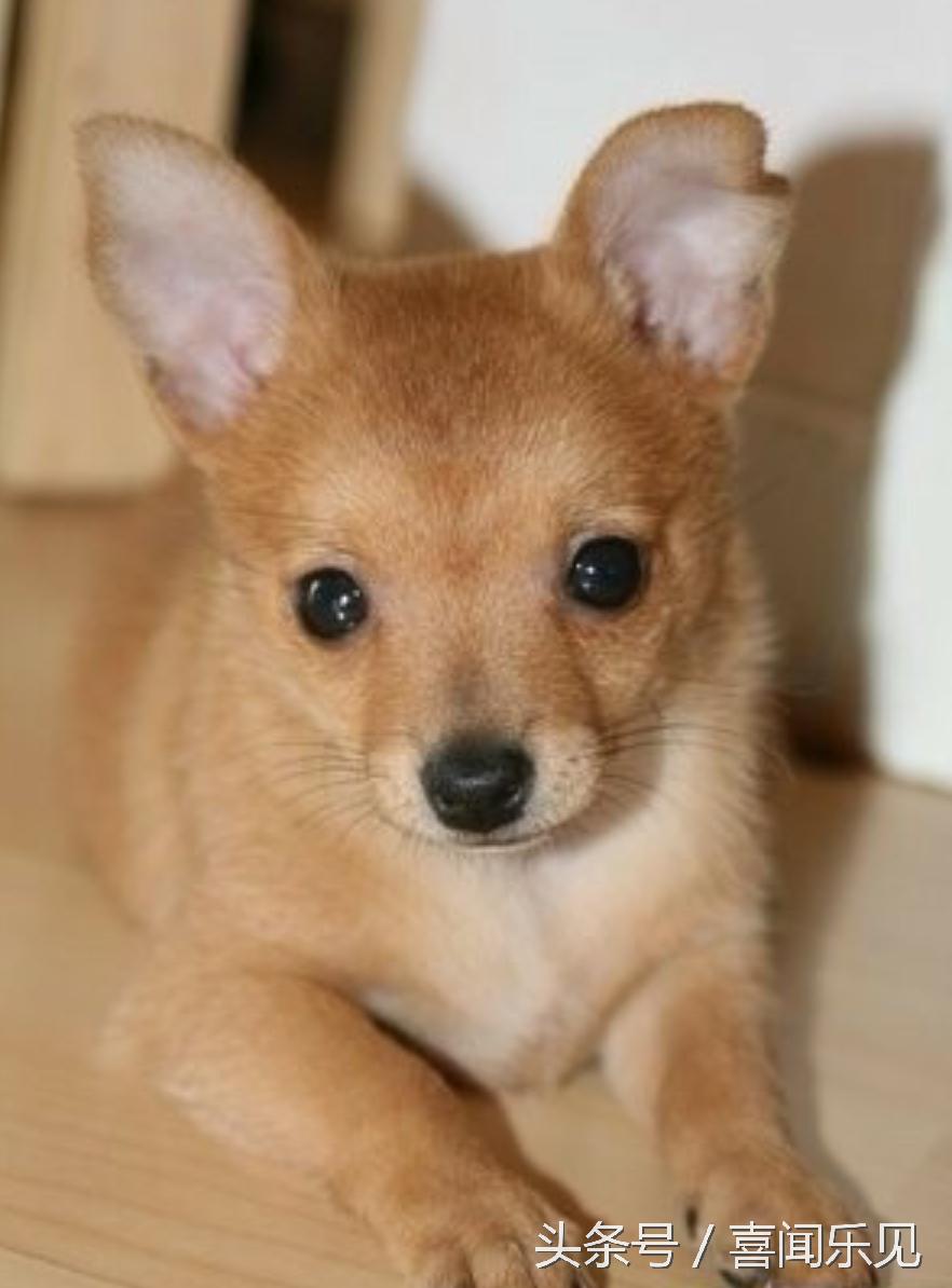 宠物犬值得购买的有哪些,宠物犬价值分析