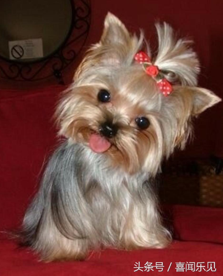 宠物犬值得购买的有哪些,宠物犬价值分析