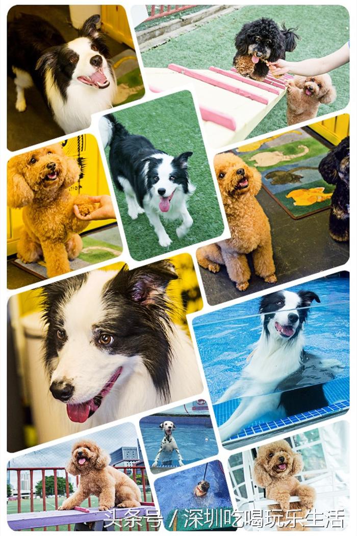 一千平室外宠物乐园,拥有数百只流浪猫的猫咪公园