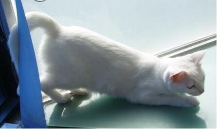 棉签解决猫咪发情，我国人民果然智慧~