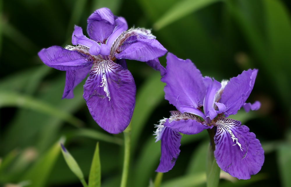 好看花儿的名字有哪些,所有非常美丽的花儿名字