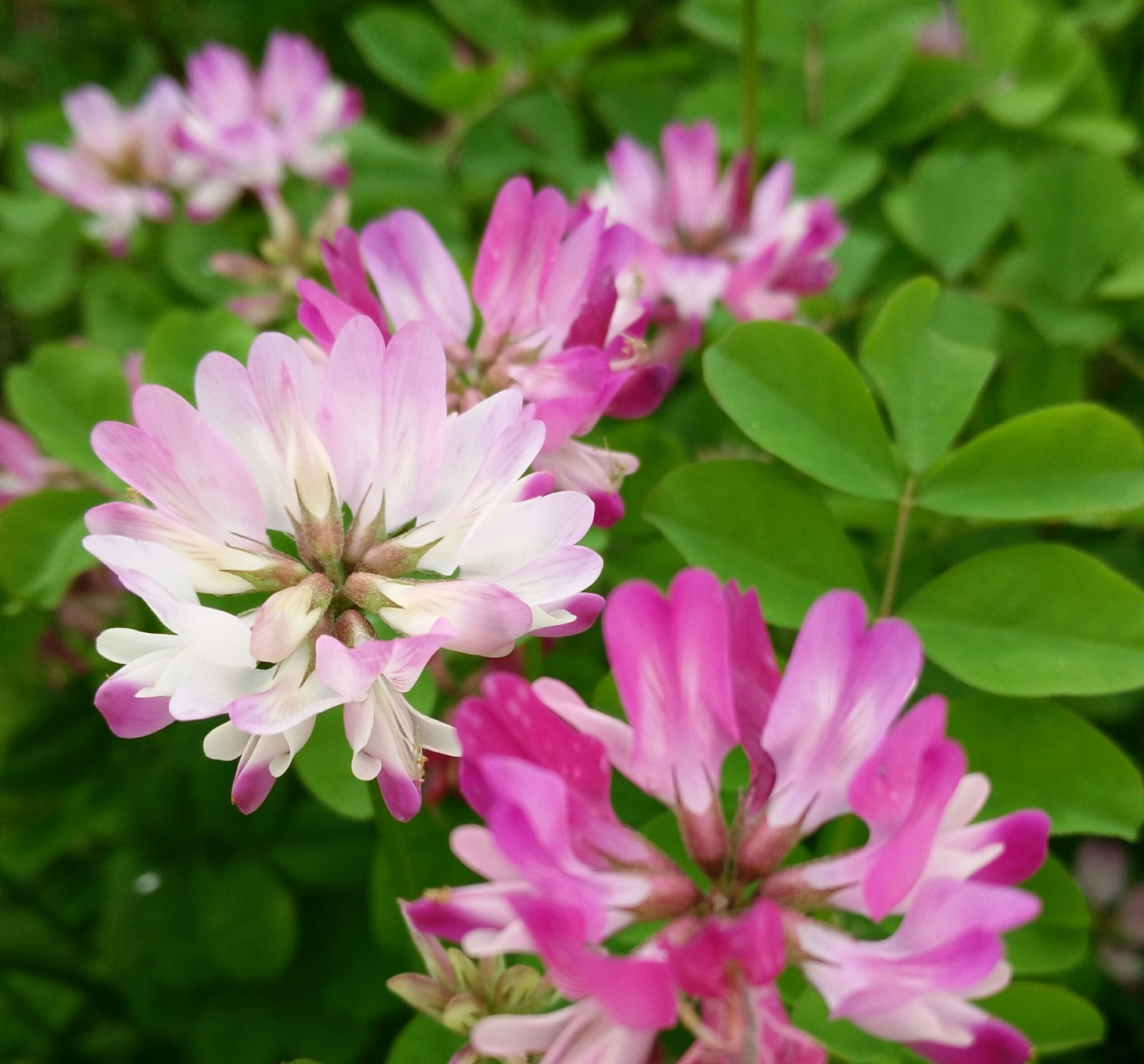 好看花儿的名字有哪些,所有非常美丽的花儿名字