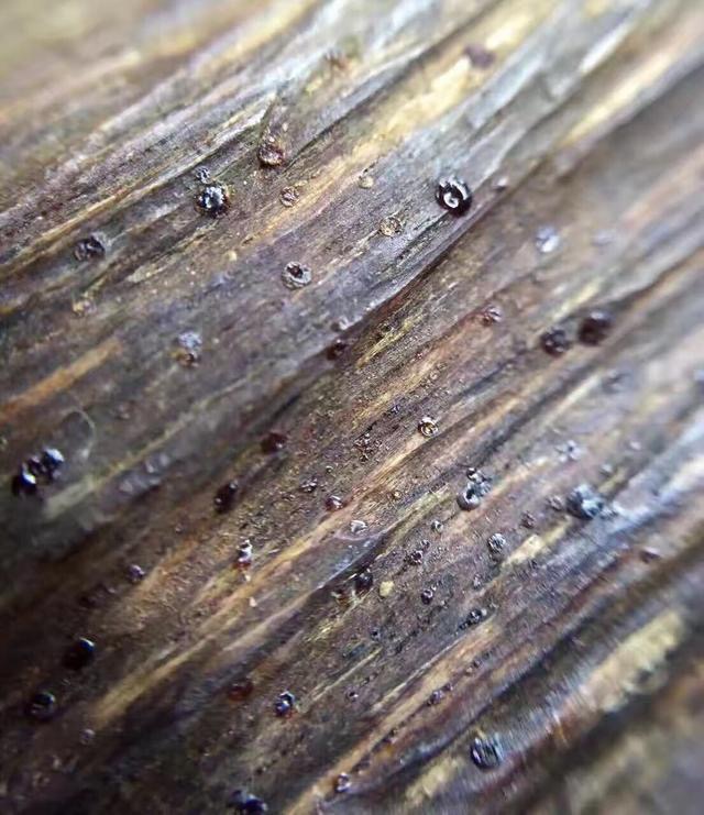 富二代为淘美女欢心，花80买一克奇楠沉香，美女看到当场说分手