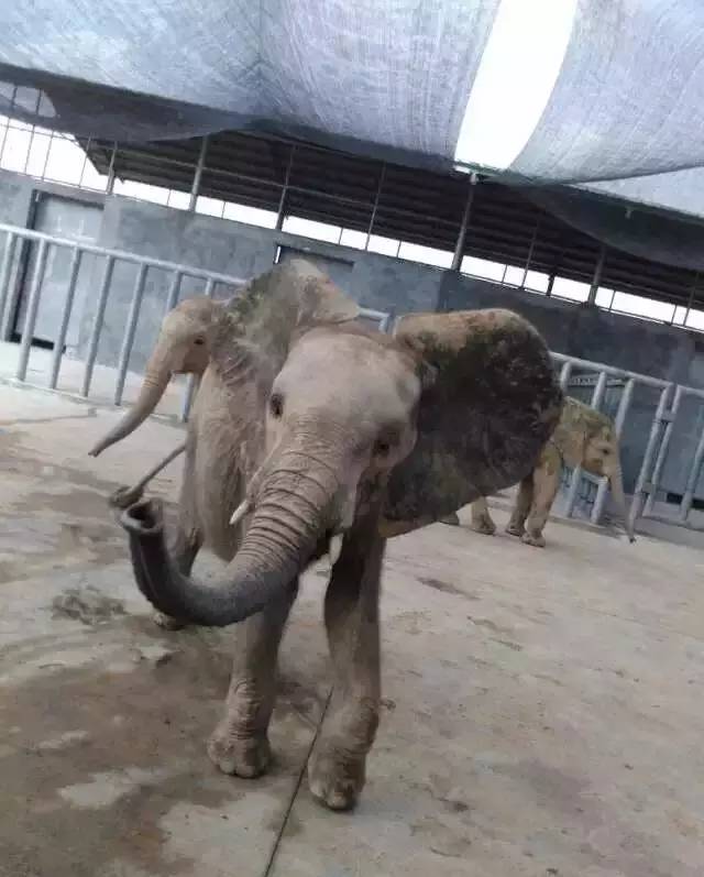 清远长隆森林主题乐园亚洲最大,广东清远长隆游乐园攻略