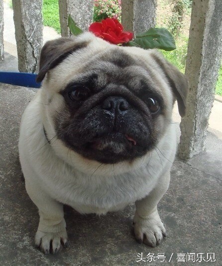 宠物犬值得购买的有哪些,宠物犬价值分析