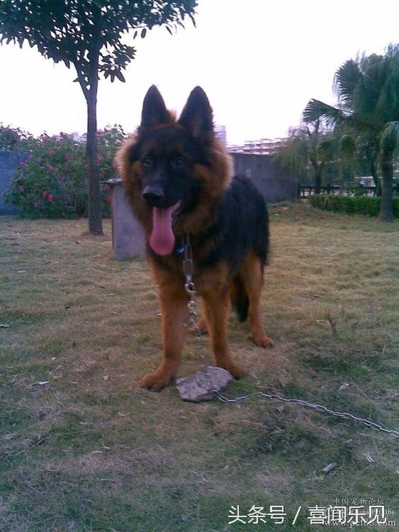 宠物犬值得购买的有哪些,宠物犬价值分析