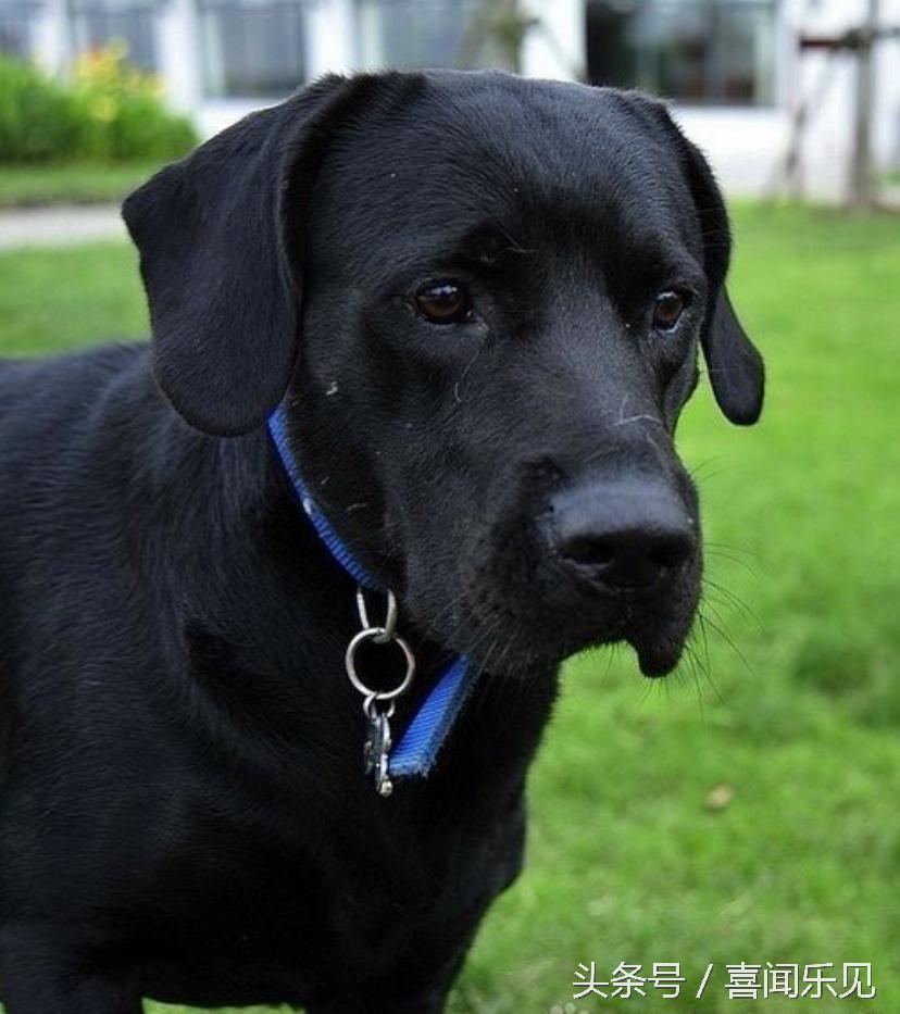 宠物犬值得购买的有哪些,宠物犬价值分析