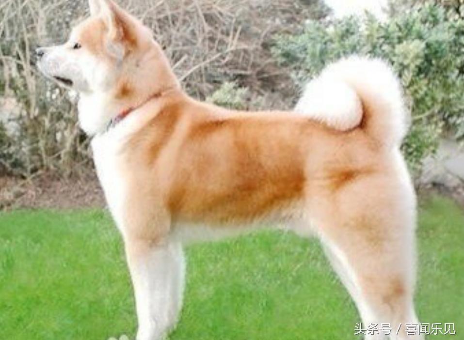 宠物犬值得购买的有哪些,宠物犬价值分析