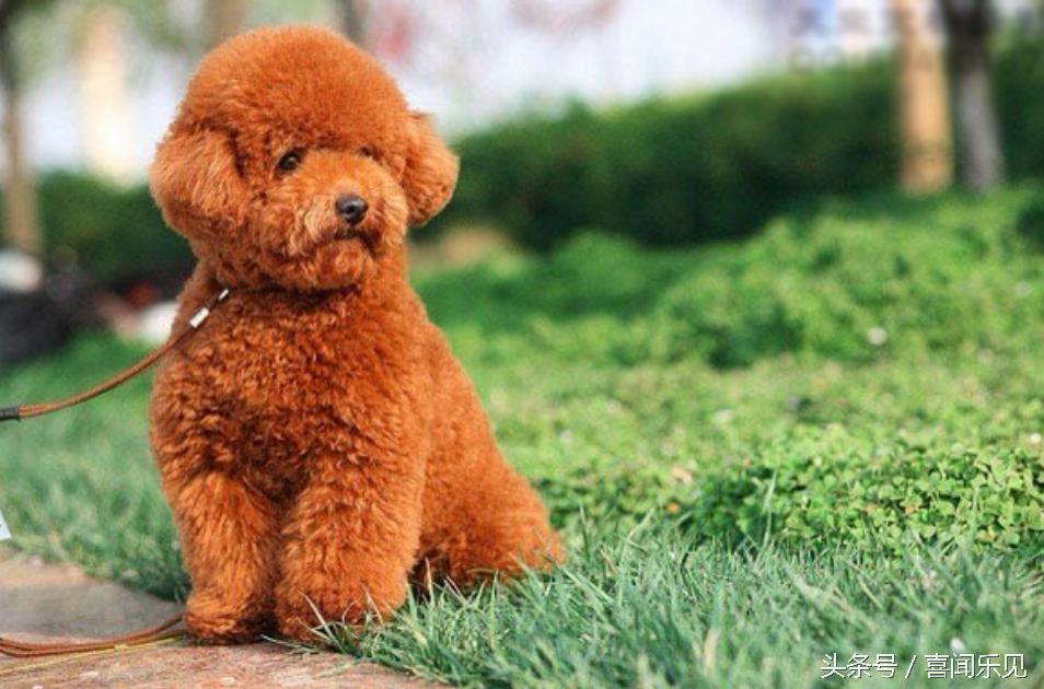 宠物犬值得购买的有哪些,宠物犬价值分析