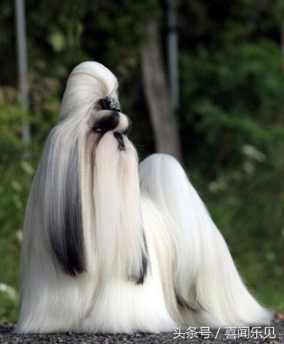 宠物犬值得购买的有哪些,宠物犬价值分析