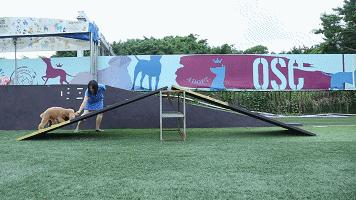 一千平室外宠物乐园,拥有数百只流浪猫的猫咪公园