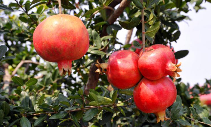 糖尿病吃哪种石榴,糖尿病人可以吃软籽石榴吗