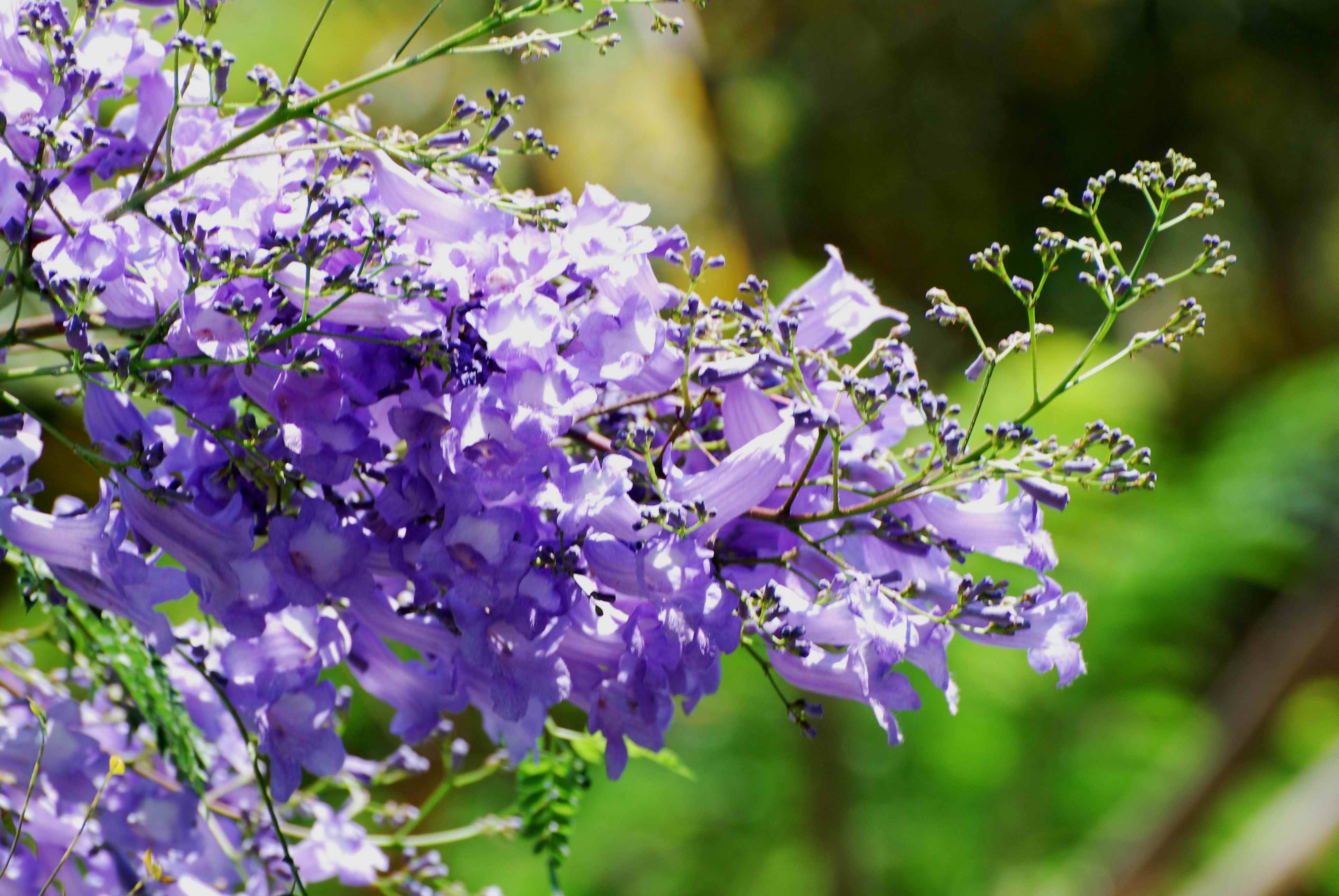 好看花儿的名字有哪些,所有非常美丽的花儿名字