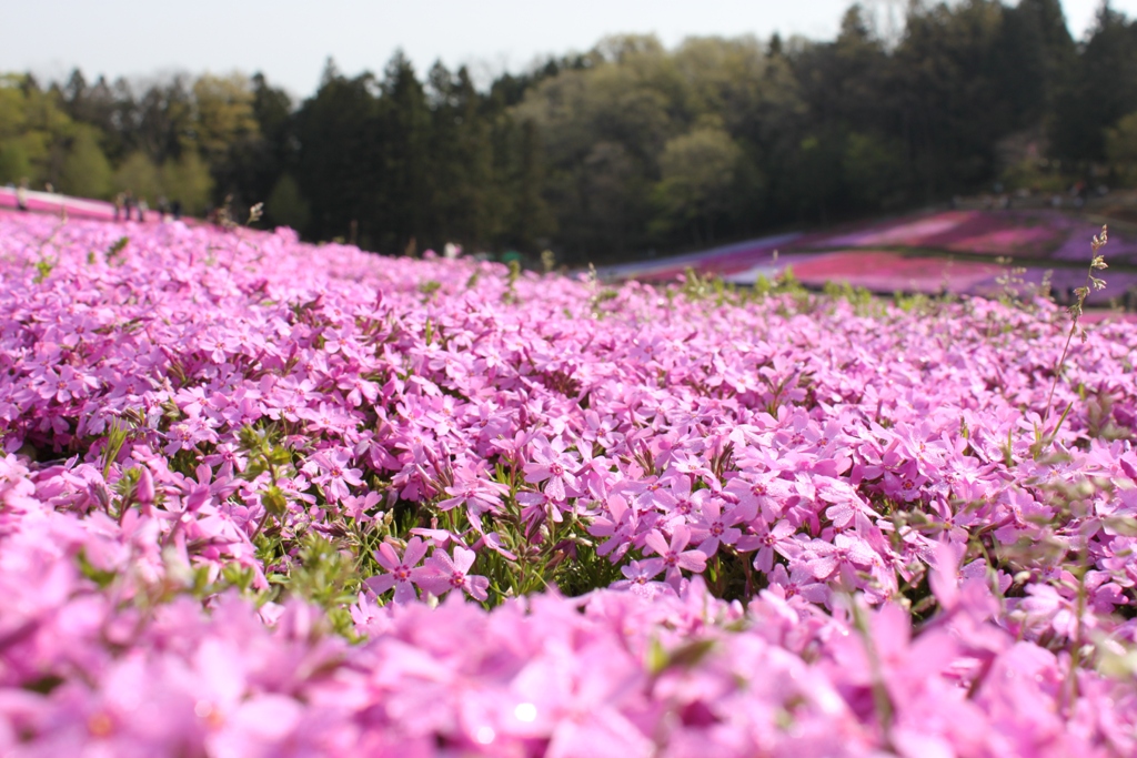 好看花儿的名字有哪些,所有非常美丽的花儿名字