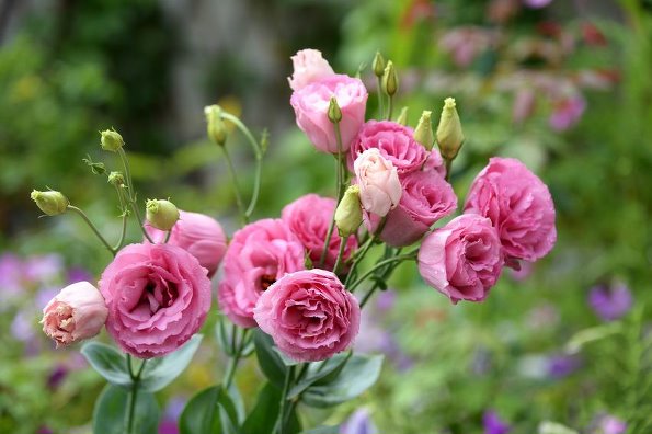 好看花儿的名字有哪些,所有非常美丽的花儿名字