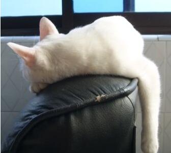 棉签解决猫咪发情，我国人民果然智慧~