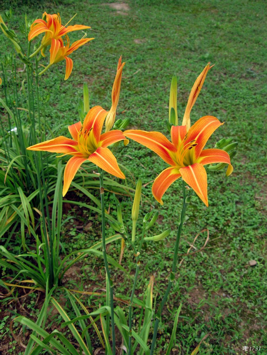 好看花儿的名字有哪些,所有非常美丽的花儿名字