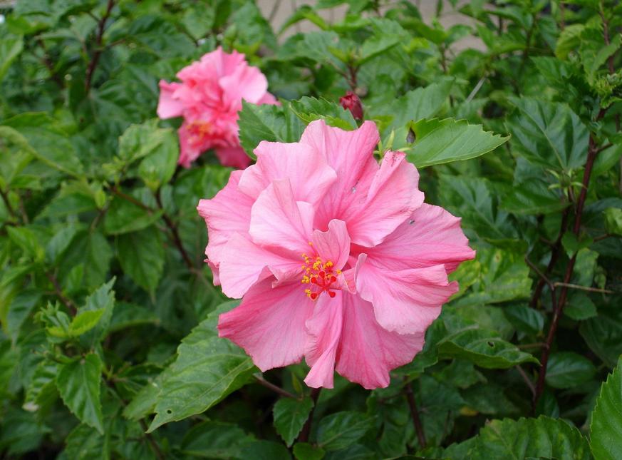 好看花儿的名字有哪些,所有非常美丽的花儿名字