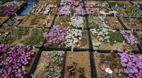 边走边看日本番杏之王DTさん多肉大棚