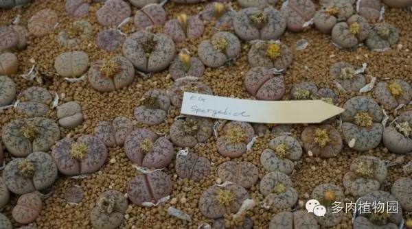 边走边看日本番杏之王DTさん多肉大棚