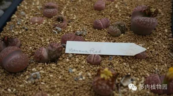 边走边看日本番杏之王DTさん多肉大棚