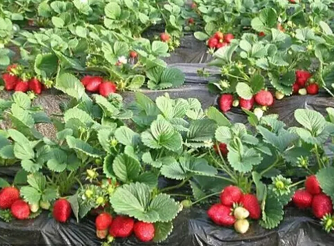 安徽特产必买的10款,安徽必买的十大特产零食