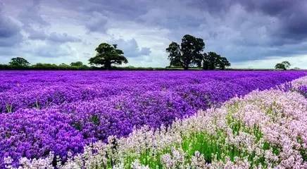 武汉江夏新区中心城区,武汉江夏新城区