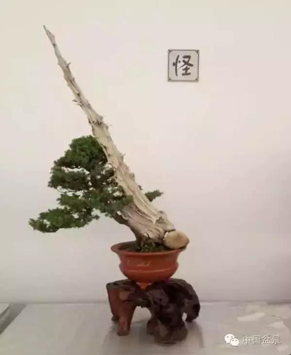 红子刺树桩盆景大全,曲杆式树桩盆景图片