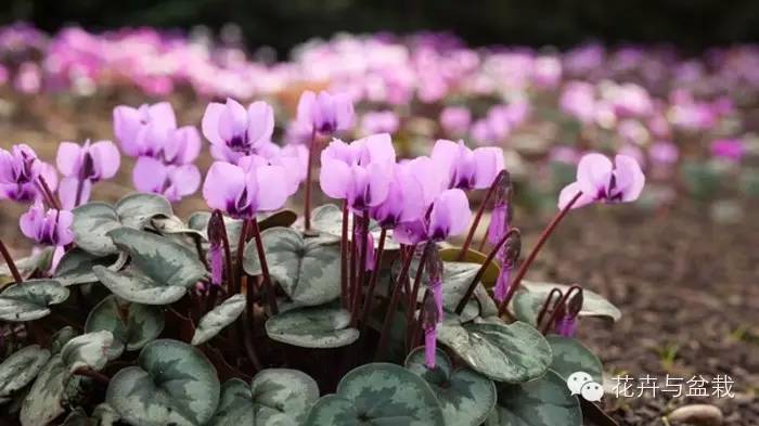 仙客来叶子掉光了怎么养护,仙客来花叶子黄怎么办