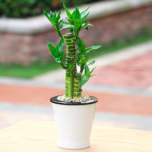 家里转运风水植物可以养哪些,风水摆放哪些植物招财转运