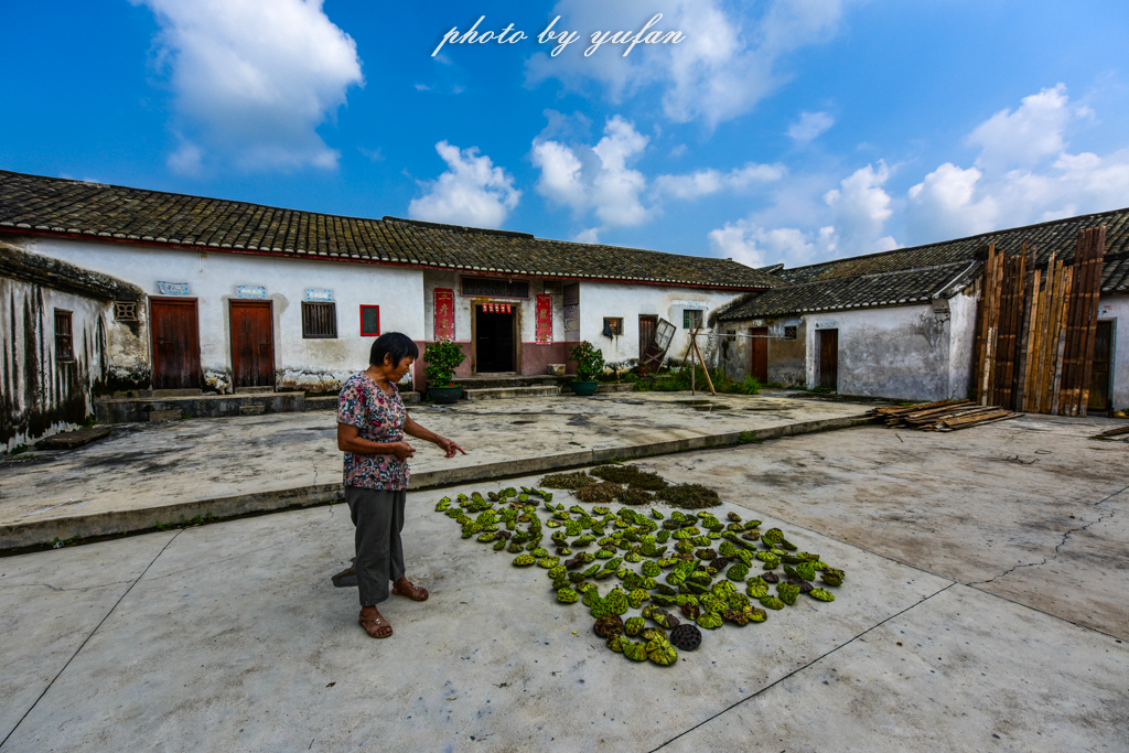 丝路奇迹：观围屋之典范，赏苏铁之传奇