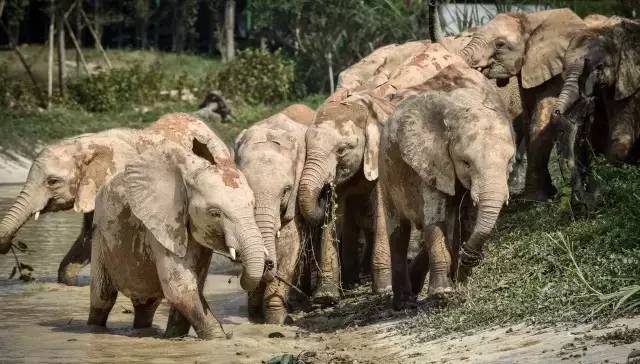 清远长隆森林主题乐园亚洲最大,广东清远长隆游乐园攻略