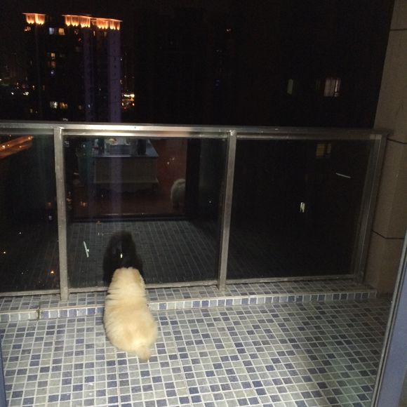 冬瓜南瓜！我家有一对松狮小活宝~