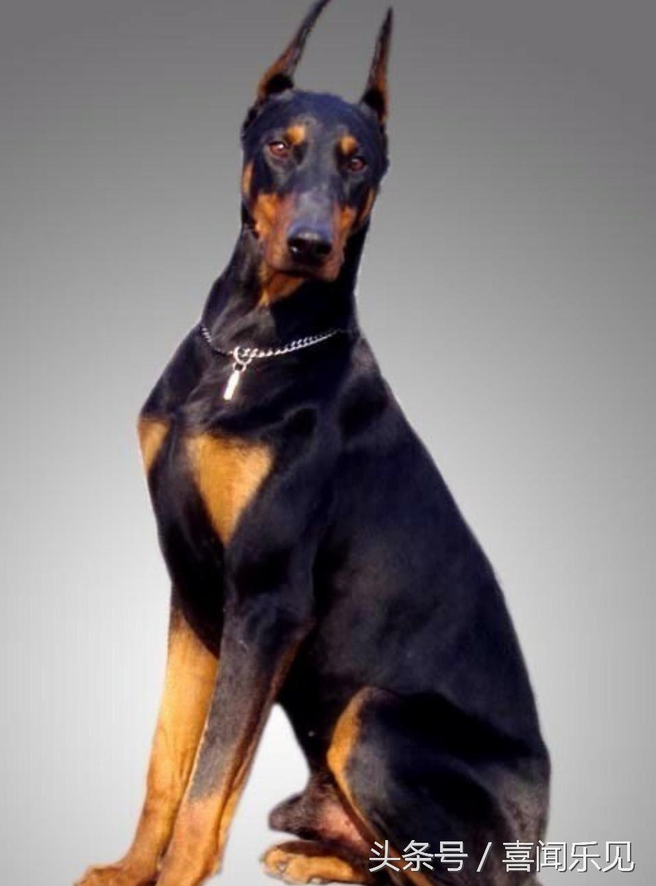 宠物犬值得购买的有哪些,宠物犬价值分析