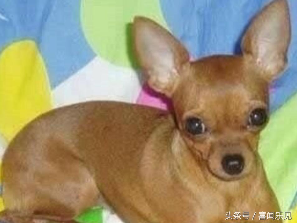 宠物犬值得购买的有哪些,宠物犬价值分析
