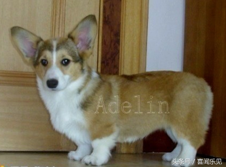 宠物犬值得购买的有哪些,宠物犬价值分析