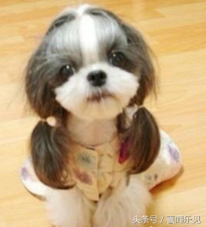 宠物犬值得购买的有哪些,宠物犬价值分析