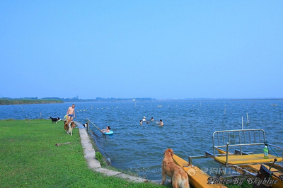 国庆节带狗狗适合去哪玩,国庆节狗狗出去浪