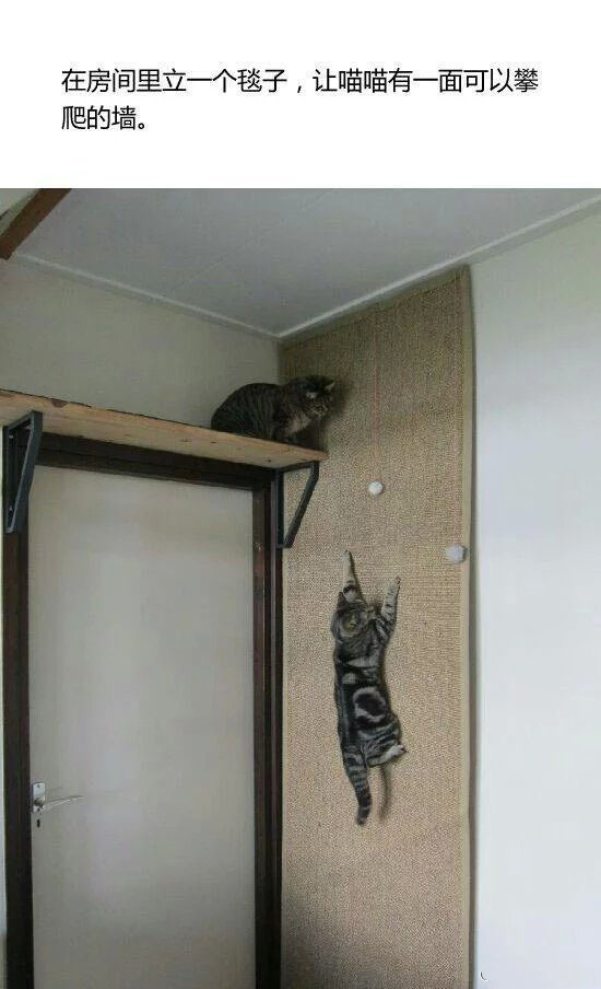 新手养猫指南养猫知识分享,第一次养猫新手必看的养猫攻略