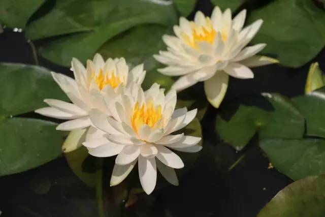 广州莲花山睡莲池,广州市莲花山睡莲