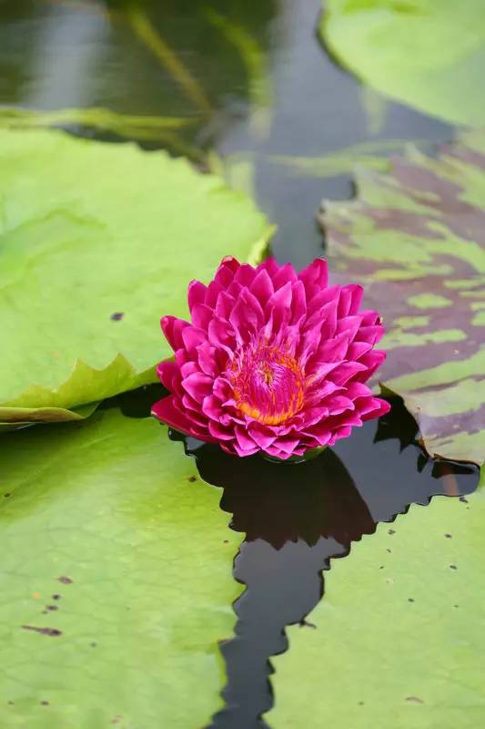 广州莲花山睡莲池,广州市莲花山睡莲
