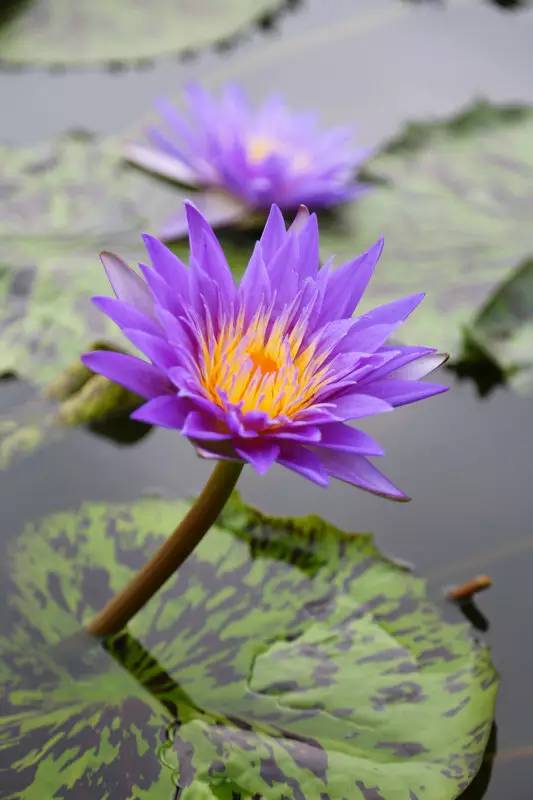 广州莲花山睡莲池,广州市莲花山睡莲