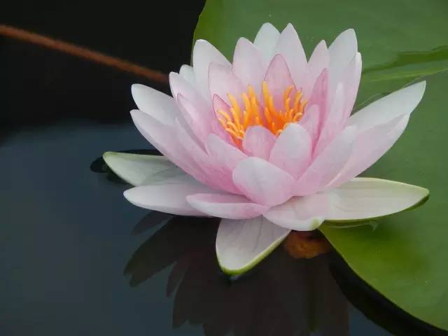 广州莲花山睡莲池,广州市莲花山睡莲